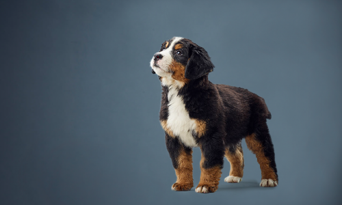 Precise large clearance breed puppy